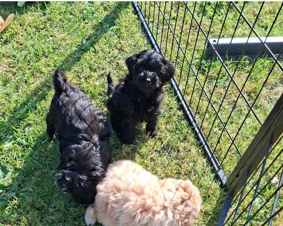 Maltipoo honden Vrolijke knappe maltipoo x toypoedel  - Advertentie 2