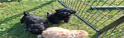 Maltipoo honden te koop: Vrolijke knappe maltipoo x toypoedel  - Advertentie 2