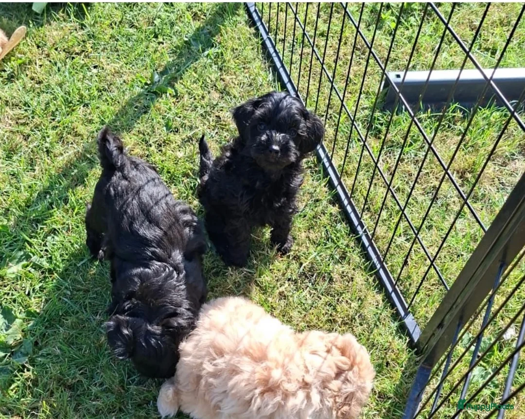 Maltipoo honden te koop: Vrolijke knappe maltipoo x toypoedel  - Advertentie 2