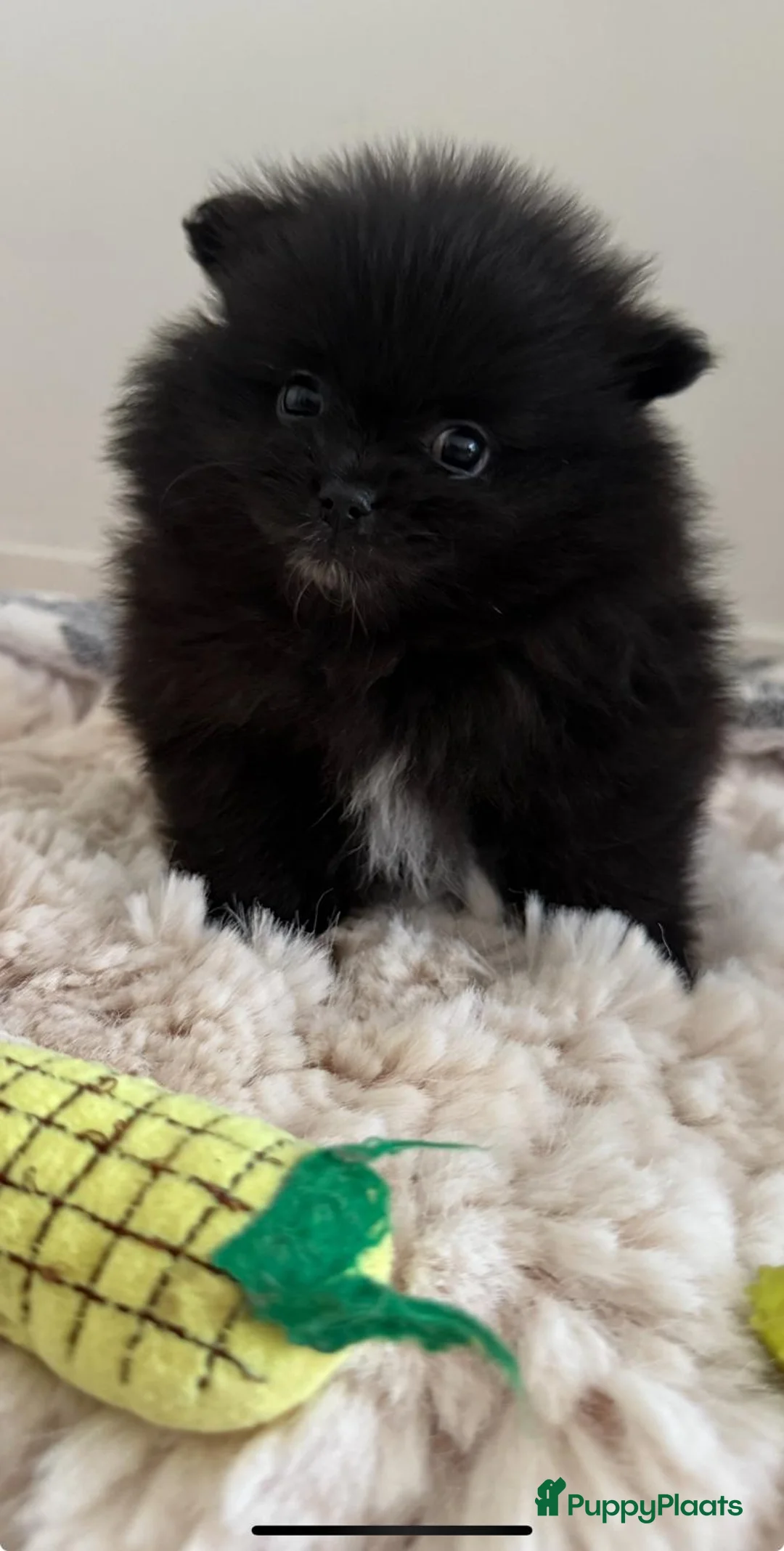 Pomeriaan honden te koop: Mooie kleine zwarte pomeranians/dwergkees pups - Advertentie 2