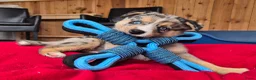 Kruising honden te koop: Mini Australian shepherd pup reutje  - Advertentie 15
