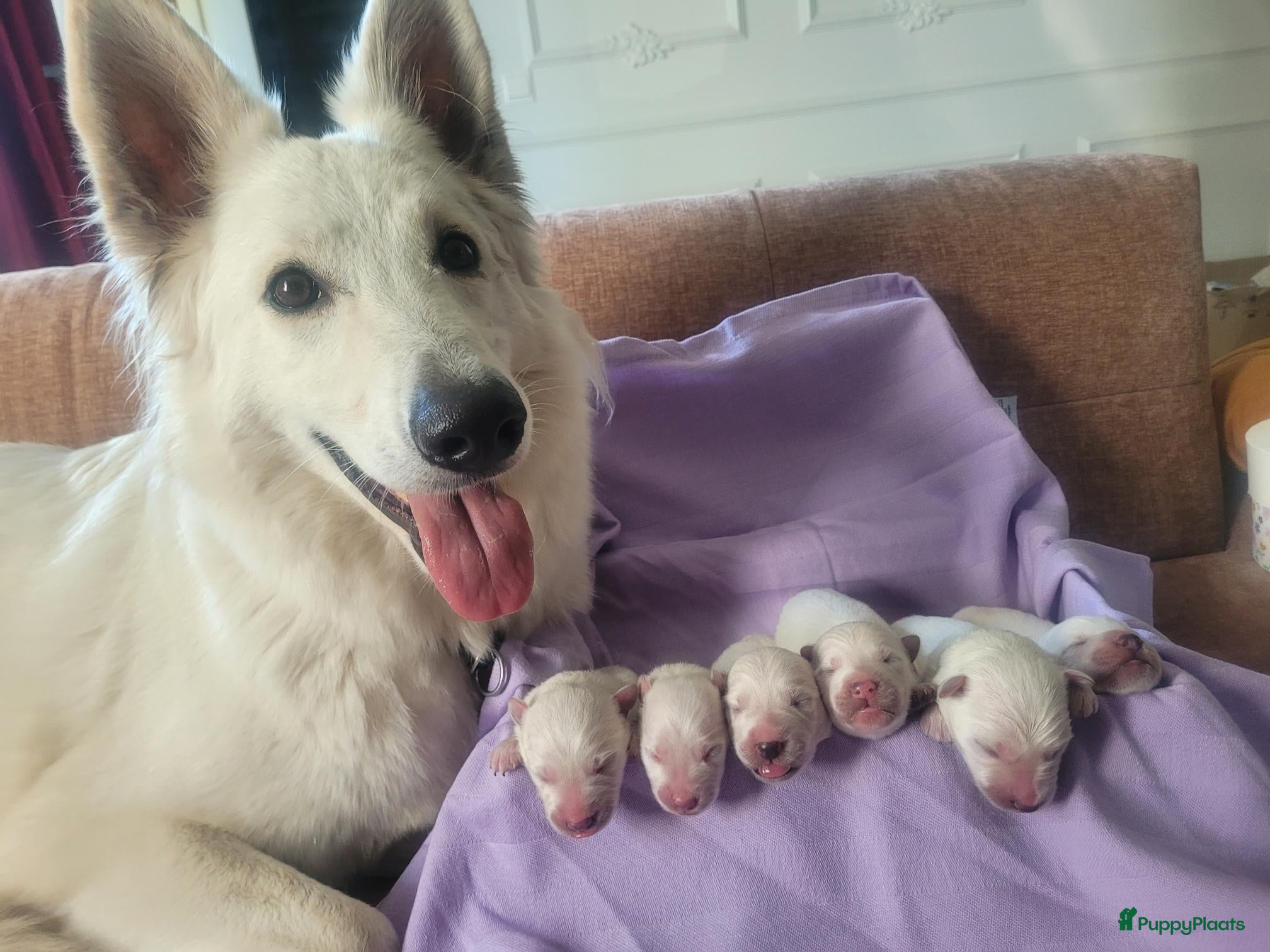 Zwitserse Witte Herdershond honden 6 prachtige Zwitserse Witte Herder pups te koop  - Advertentie 1