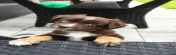 Miniature American Shepherd honden te koop: Mini American Shepherd pup teefje - Advertentie 12