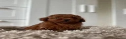 Poedel Toy honden te koop: Toy Poedel pups - Advertentie 4