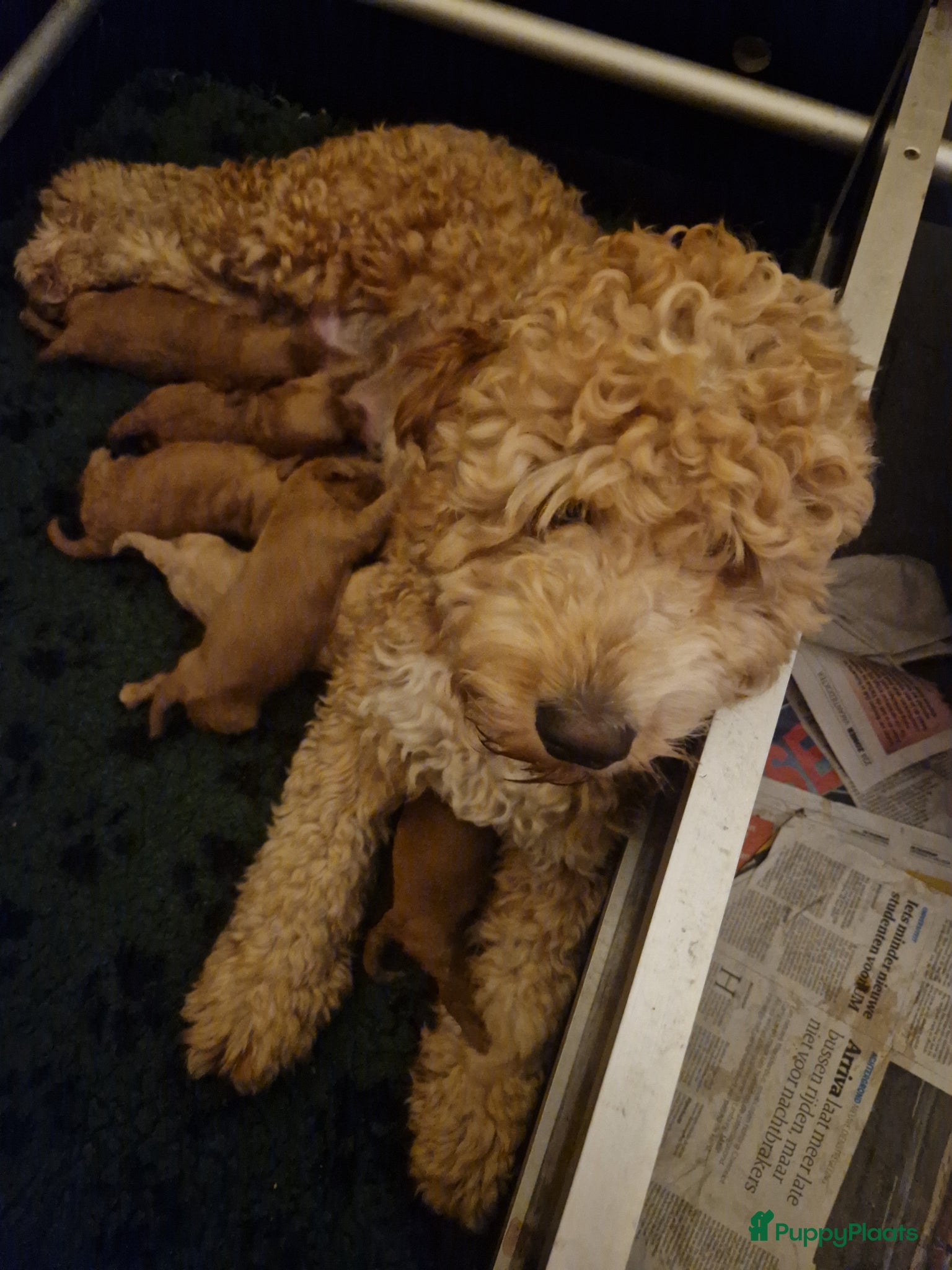 Goldendoodle honden Mooie goldendoodles te koop - Advertentie 1