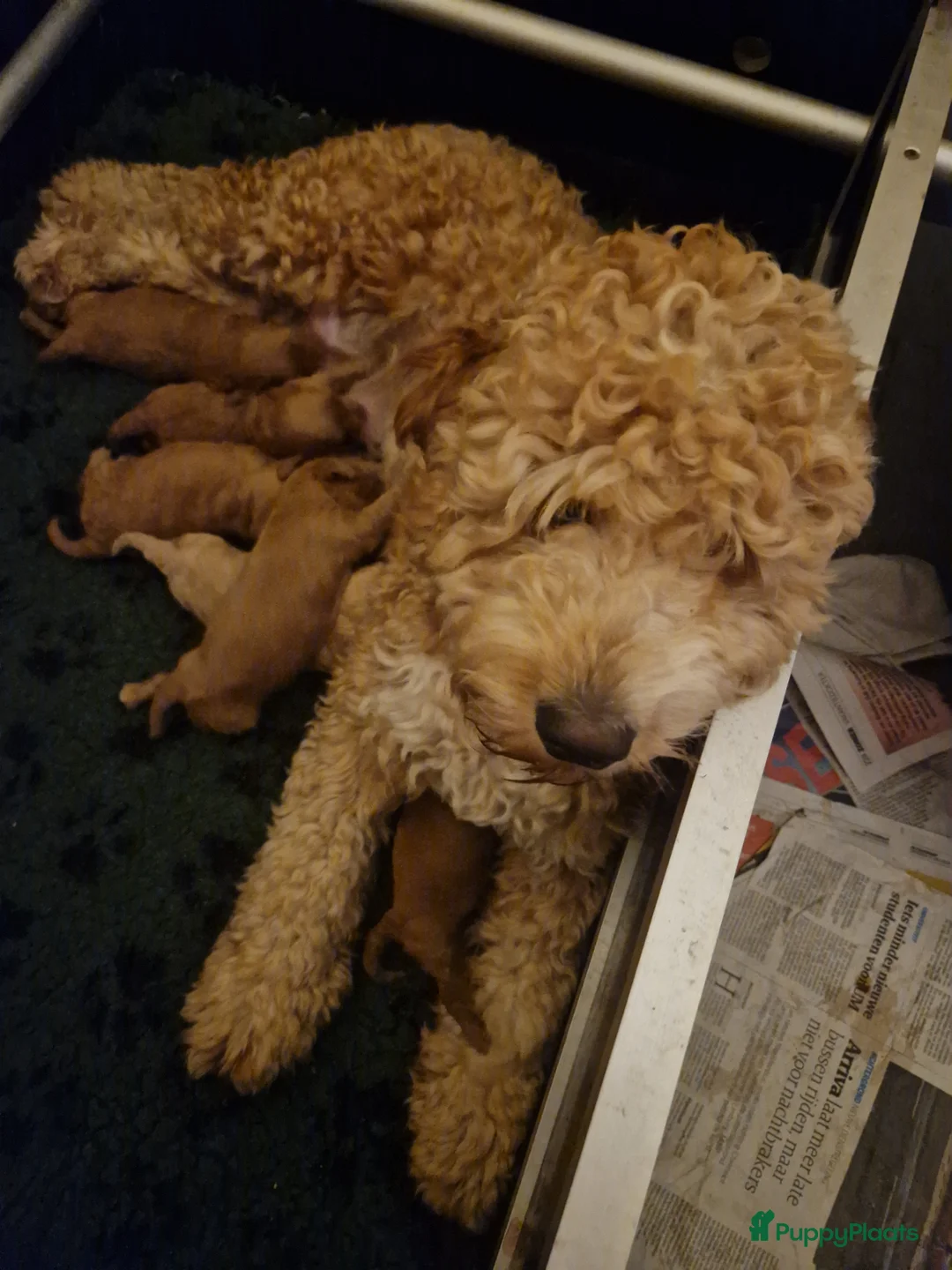 Goldendoodle honden te koop: Mooie goldendoodles te koop - Advertentie 1