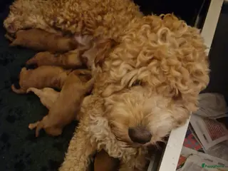 Goldendoodle honden Mooie goldendoodles te koop - Advertentie 2