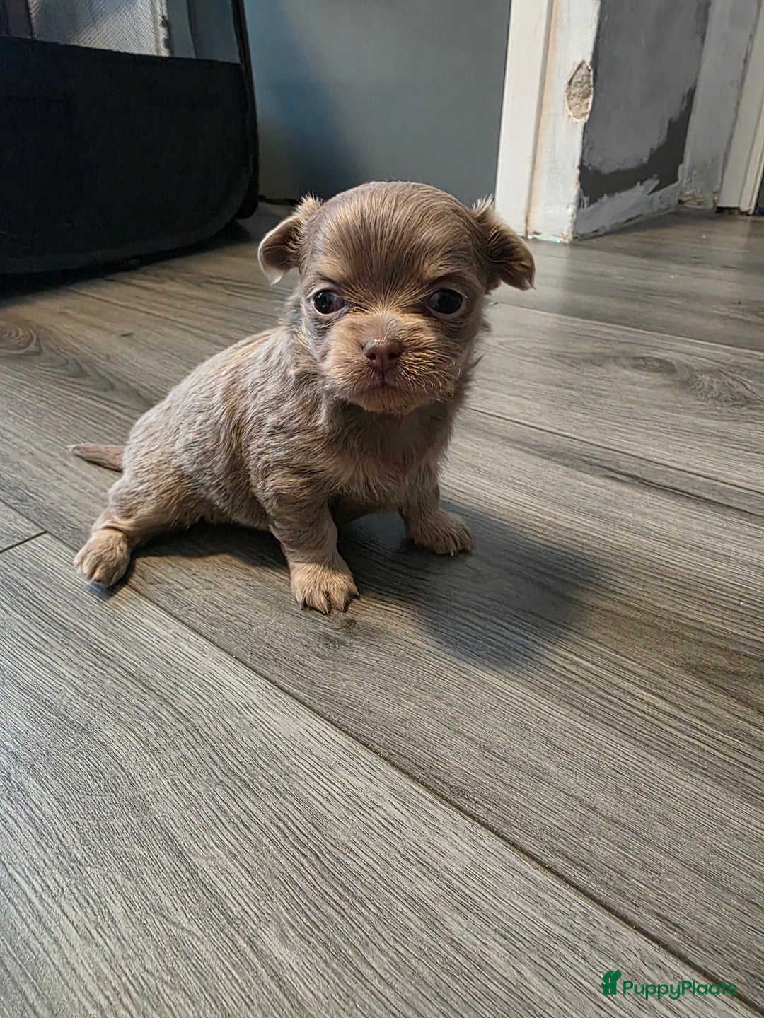 Chihuahua honden te koop: 2 mooie chihuahua pups geboren  - Advertentie 3