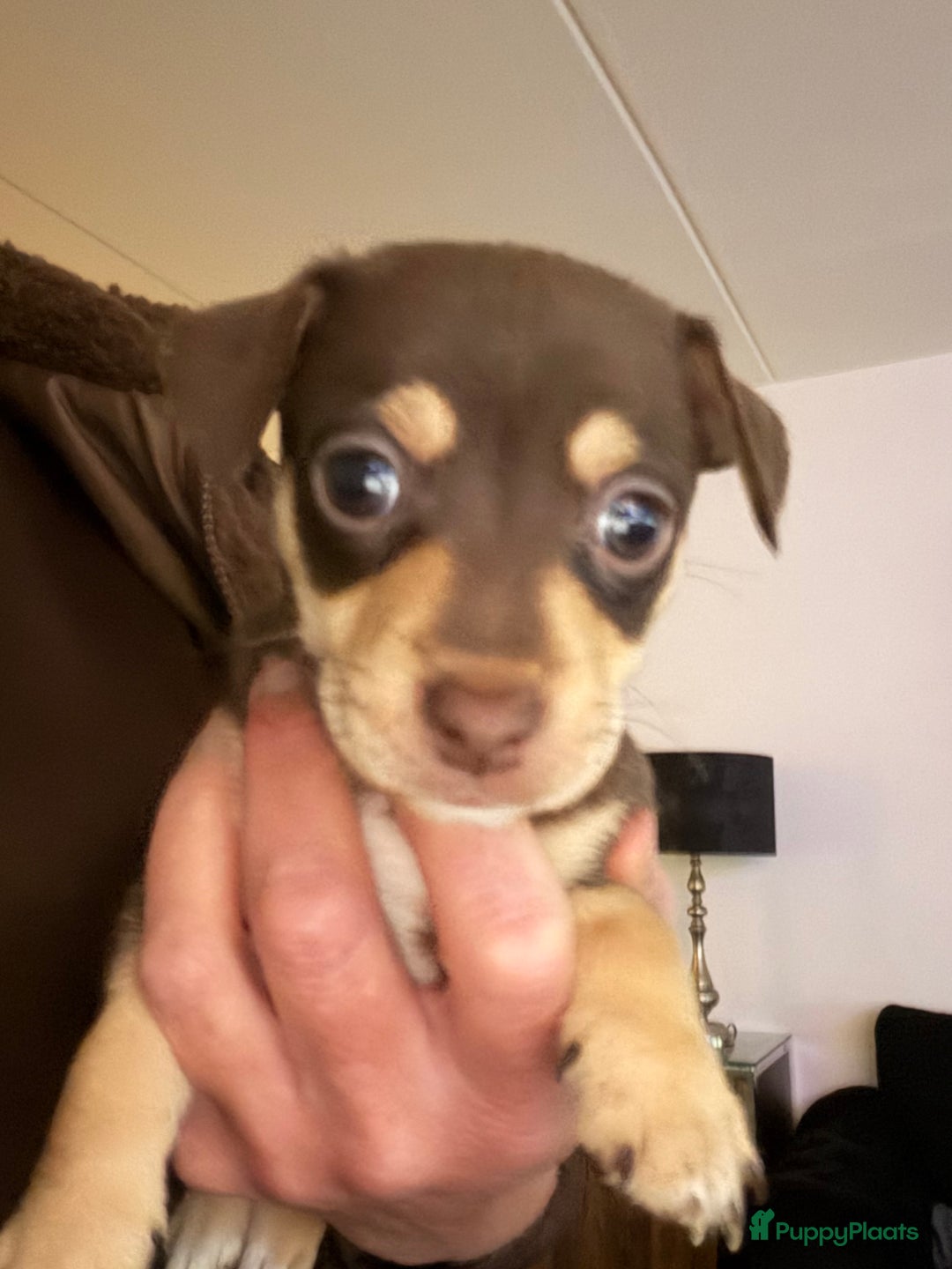 Jack Russel Terriër honden te koop: Jack Russel pup”s chocotan - Advertentie 2