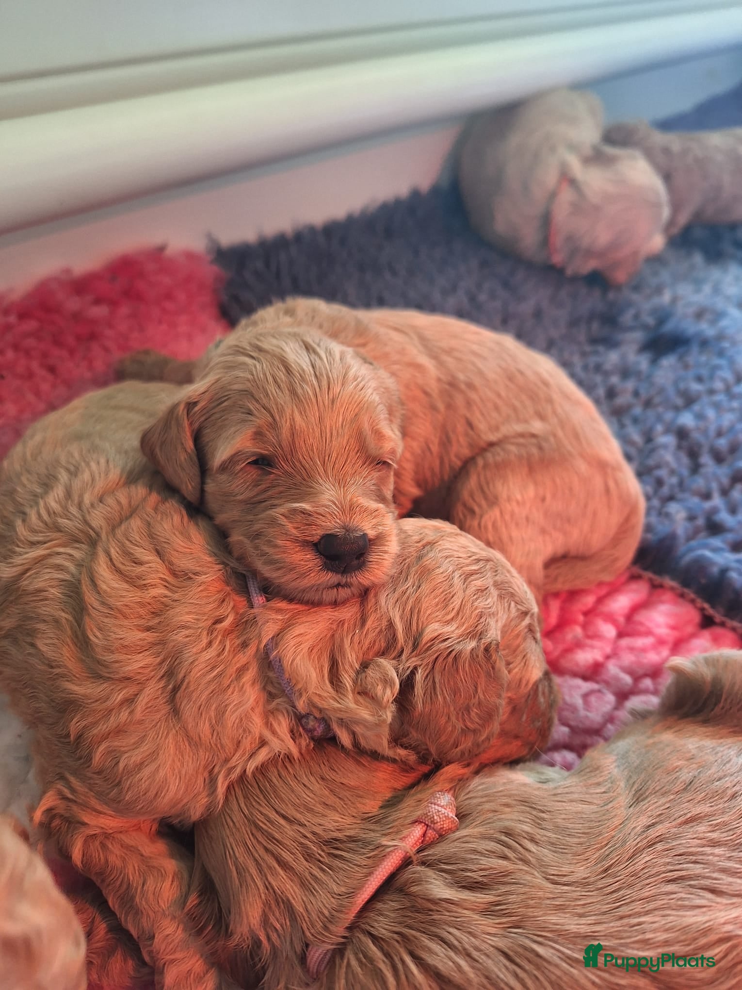 Labradoodle honden Prachtige Labradoodle Pups - Advertentie 1