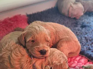 Labradoodle honden Prachtige Labradoodle Pups - Advertentie 1