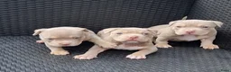 Amerikaanse Bully honden te koop: American Micro bully pups  - Advertentie 2