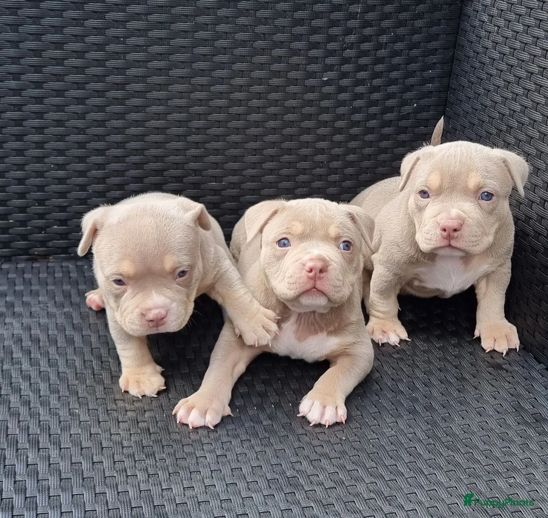 Amerikaanse Bully honden te koop: American Micro bully pups  - Advertentie 2