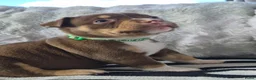 Amerikaanse Bully honden te koop: amerikaanse pocket bully's - Advertentie 13