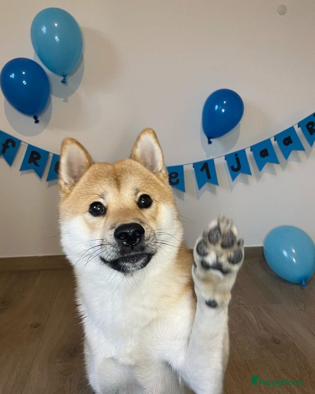 Shiba honden ter dekking: Dek reu Shiba Inu - Advertentie 16