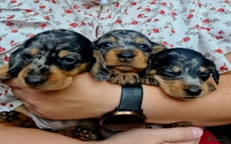 Ruwhaar Teckel honden te koop: Standaard ruwhaar teckel  - Afbeelding 14
