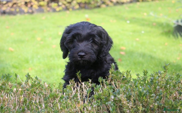Kruising honden - Advertentie 3