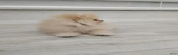Pomeriaan honden te koop: Schattige Mini Pomeriaan pups  - Advertentie 2