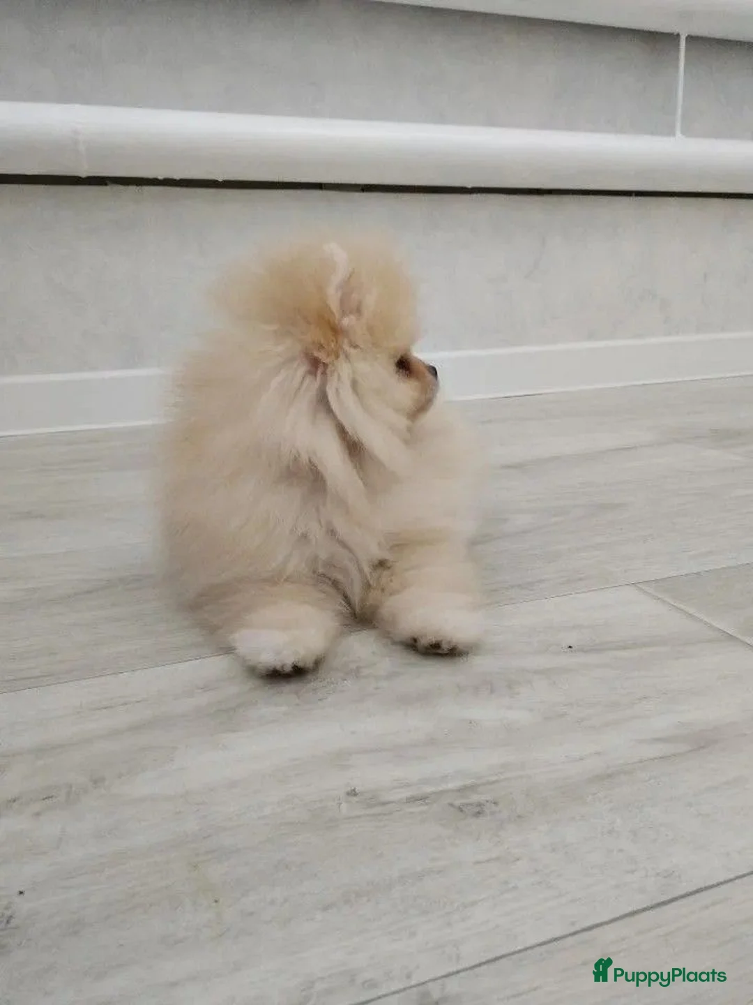 Pomeriaan honden te koop: Schattige Mini Pomeriaan pups  - Advertentie 2