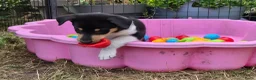 Schotse Herdershond korthaar honden te koop: Nog 2 knappe reuen schotse collie korthaar reuen. - Advertentie 9
