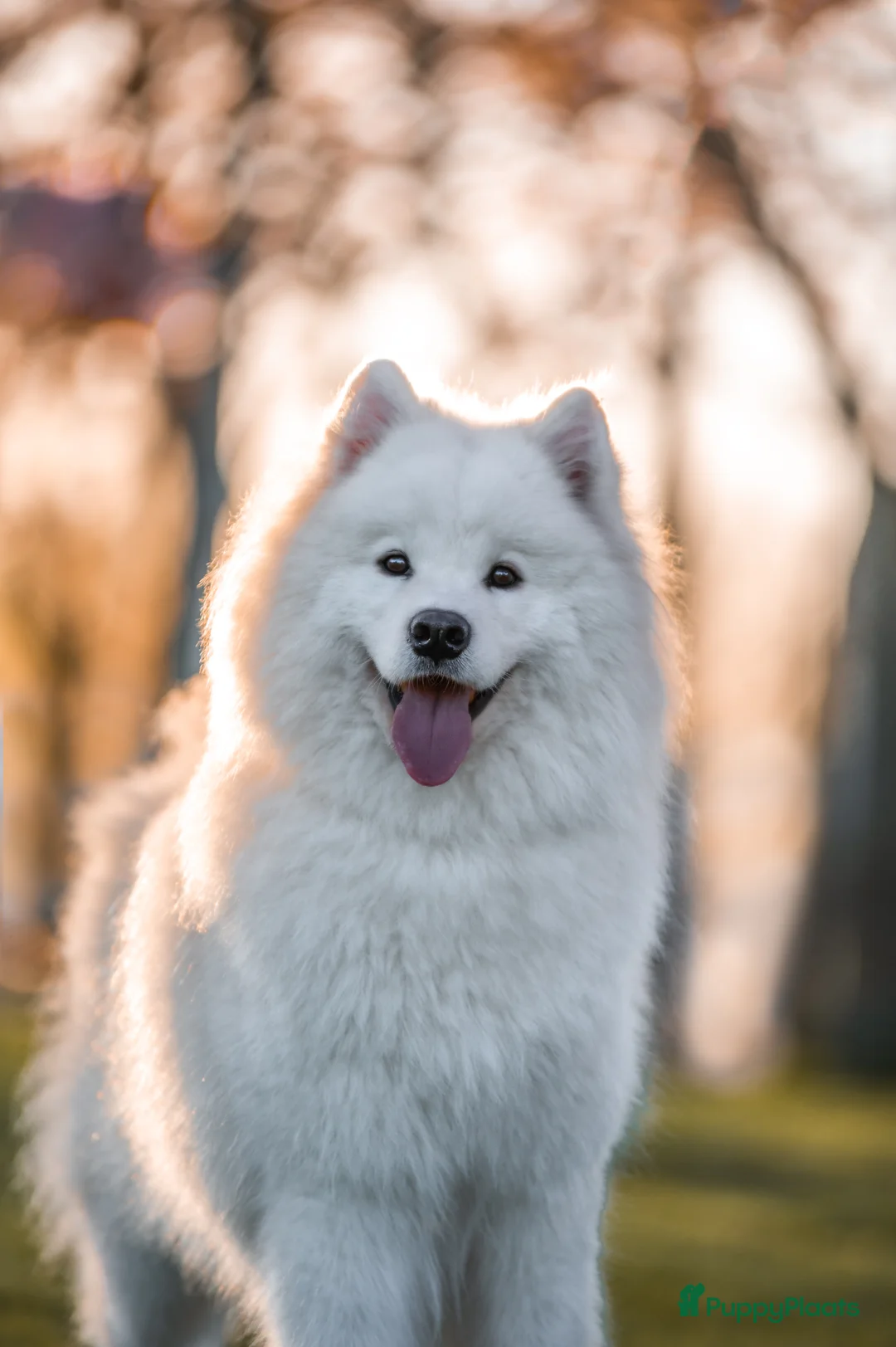 Galerij afbeelding {{count}}