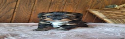 Kruising honden te koop: Mooie driekleuringe boompoo pups!🐾 - Advertentie 5