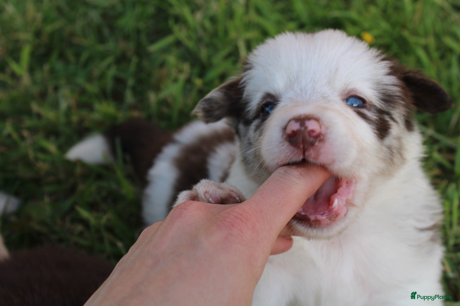Border Collie honden te koop: Mooie speciale lieve Merle puppies - Advertentie 5