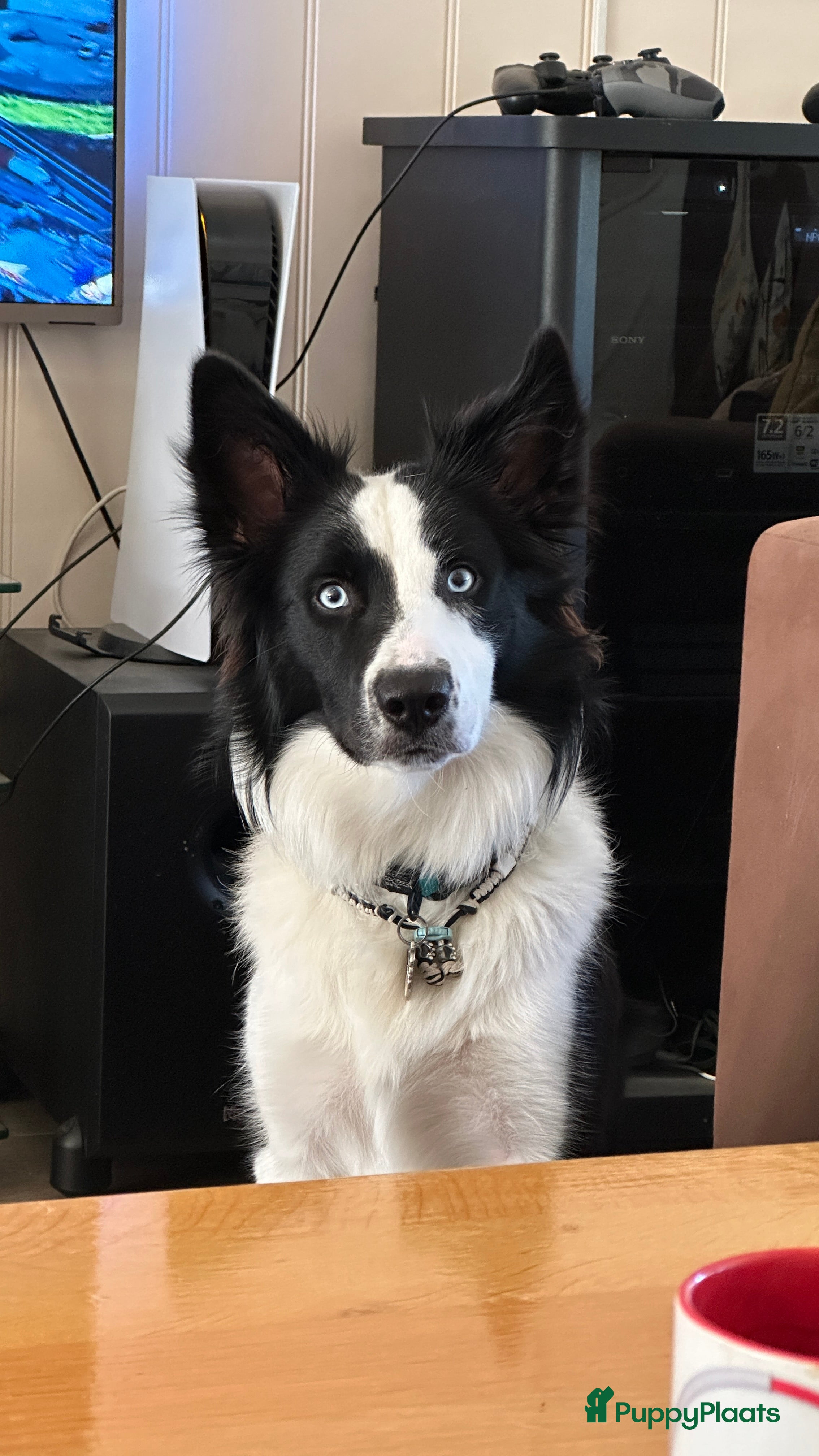 Border Collie honden Border Collie Dekreu in Terneuzen - Advertentie 1