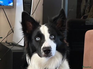 Border Collie honden Border Collie Dekreu in Terneuzen - Advertentie 18