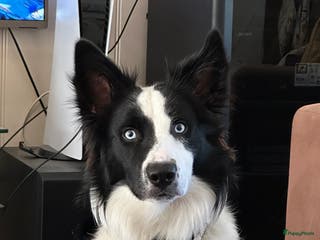 Border Collie honden Border Collie Dekreu in Terneuzen - Advertentie 1