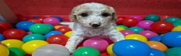 Cockapoo honden te koop: Cockapoo pupjes uit geteste ouders - Advertentie 14