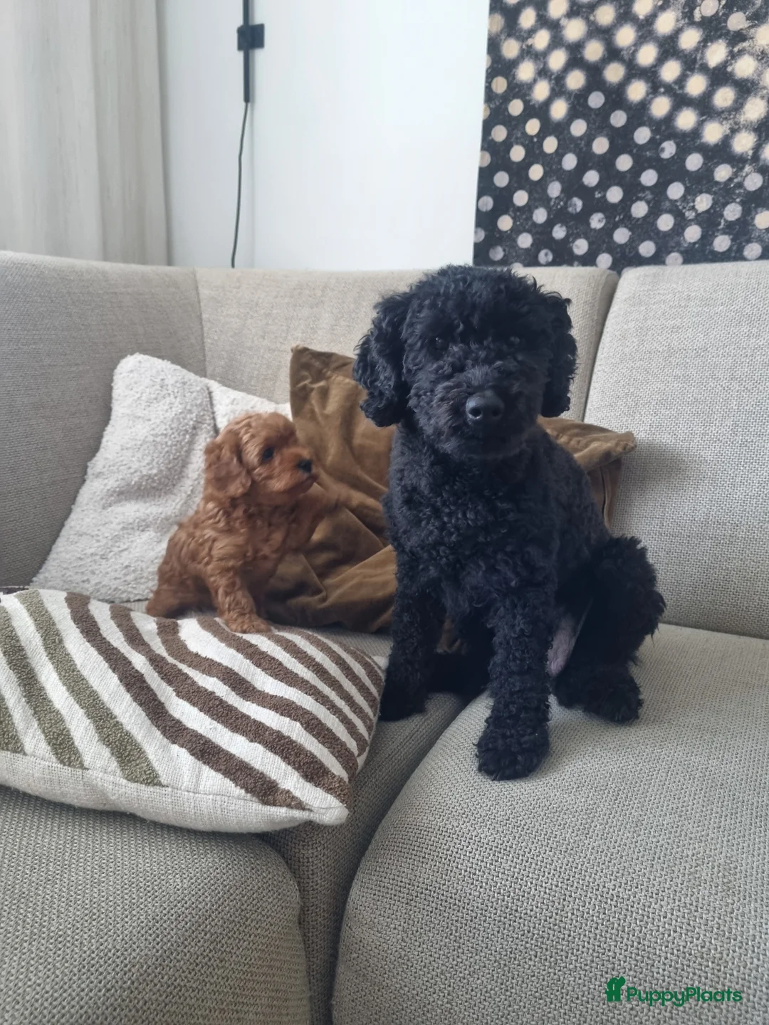 Poedel Toy honden te koop: Toy poedel - Advertentie 7