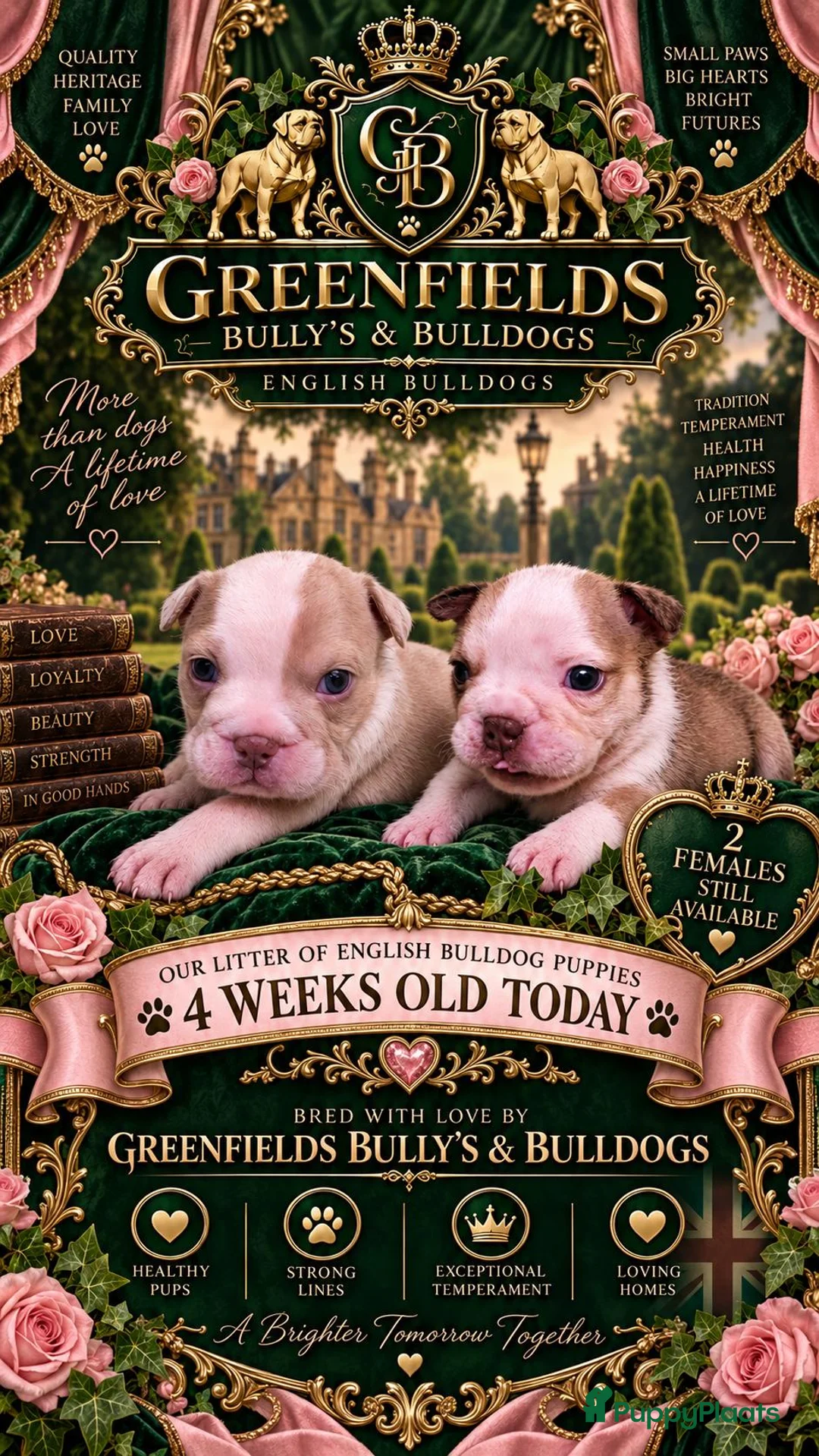 Engelse Bulldog honden te koop: Engelse bulldog puppies - Advertentie 2