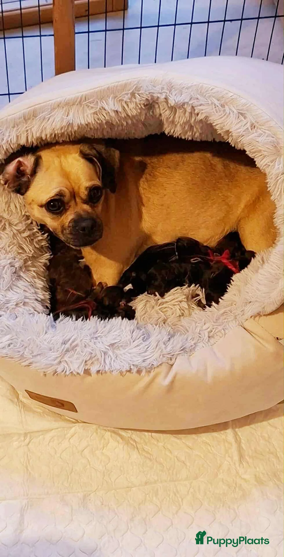 Kruising honden te koop: Laatste 2 knappe reutjes  - Advertentie 1