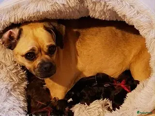 Kruising honden Laatste 2 knappe reutjes - Advertentie 1