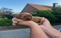 Labradoodle honden te koop: Prachtige medium labradoodle pups - Afbeelding 4