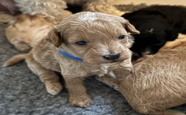 Maltipoo honden - Advertentie 2