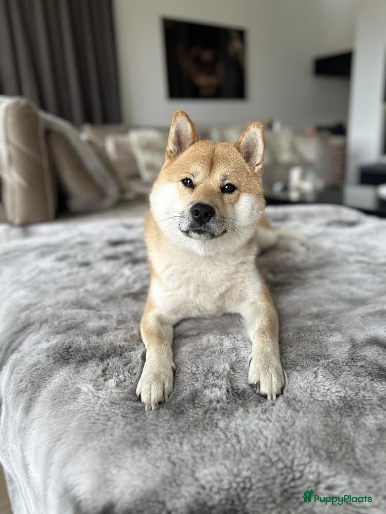 Shiba honden Dek reu Shiba Inu - Advertentie 1