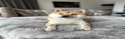 Shiba honden ter dekking: Dek reu Shiba Inu - Advertentie 1