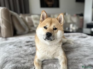 Shiba honden Dek reu Shiba Inu - Advertentie 1