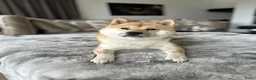 Shiba honden ter dekking: Dek reu Shiba Inu - Advertentie 1