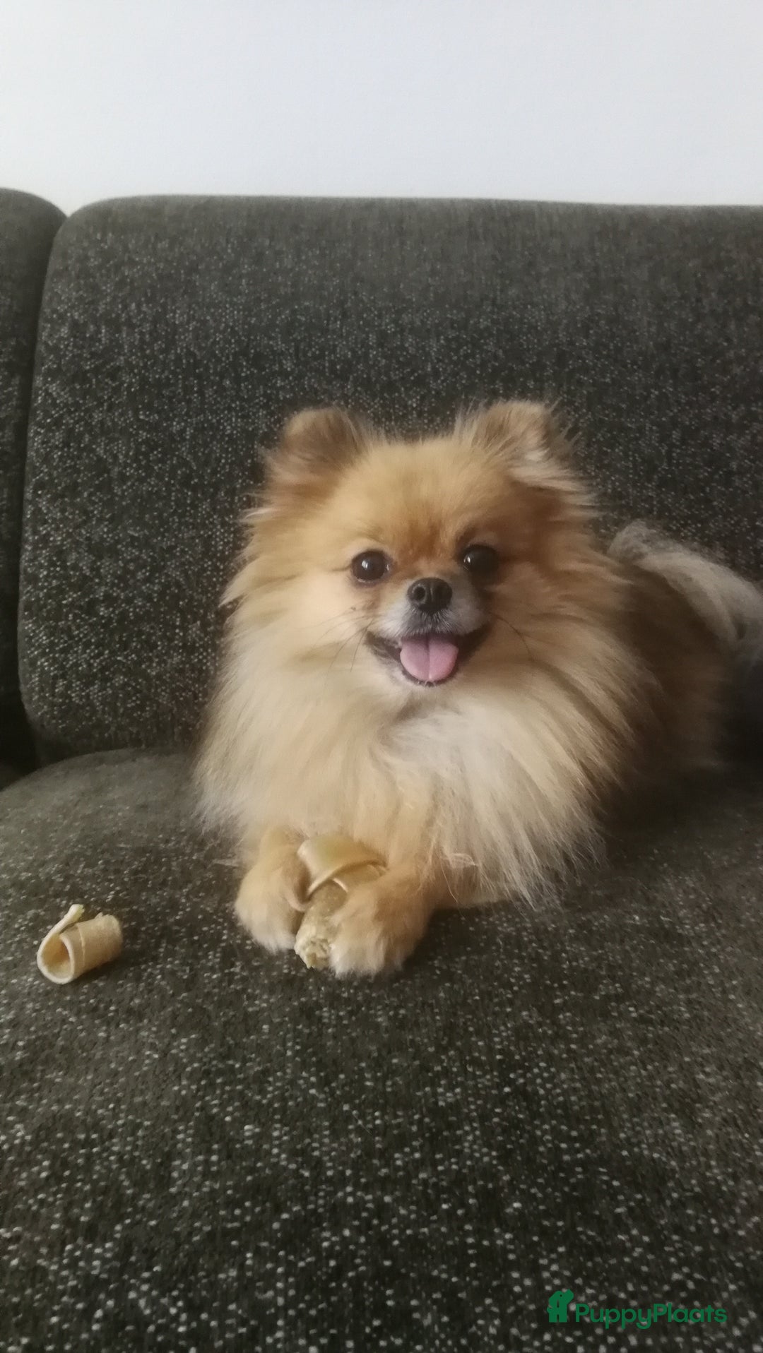 Pomeriaan honden te koop: Speels & Lief Pomeriaan Reutje en Teefje! - Advertentie 5