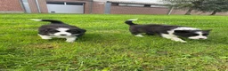Border Collie honden te koop: Border Collie pups - Advertentie 8
