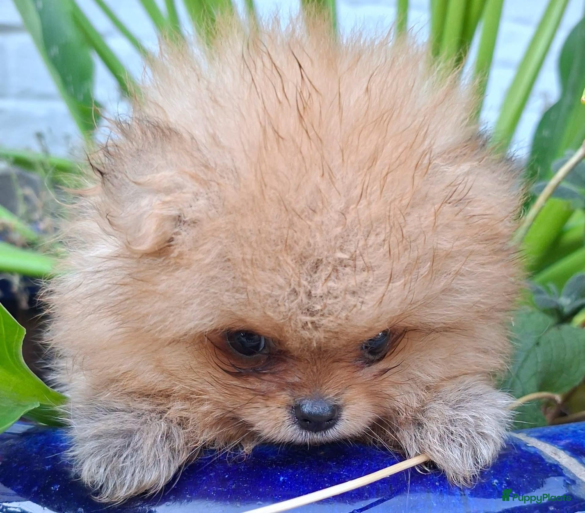 Pomeriaan honden Pomeranian pups - Advertentie 3