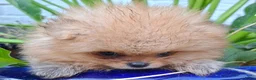 Pomeriaan honden te koop: Pomeranian pups - Advertentie 1