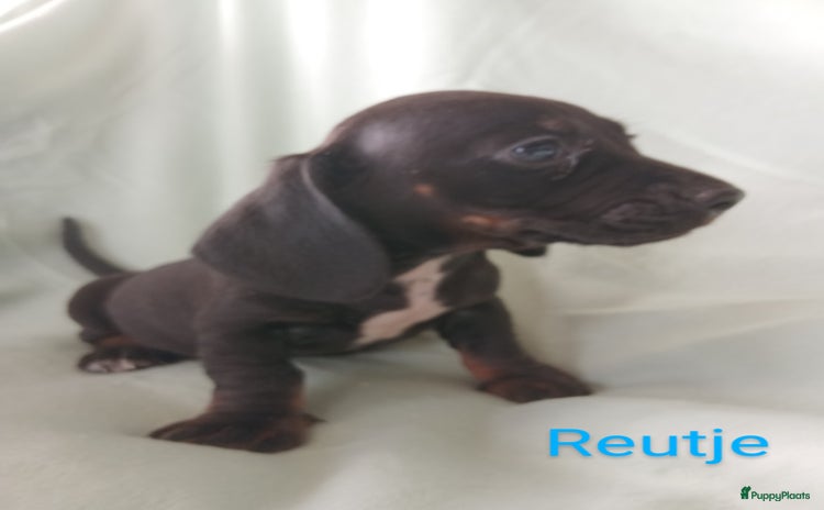 Teckel (korthaar)  honden - Advertentie 3