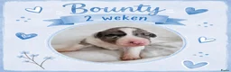 Australian Shepherd honden te koop: Stamboom pups geboren!  - Advertentie 5