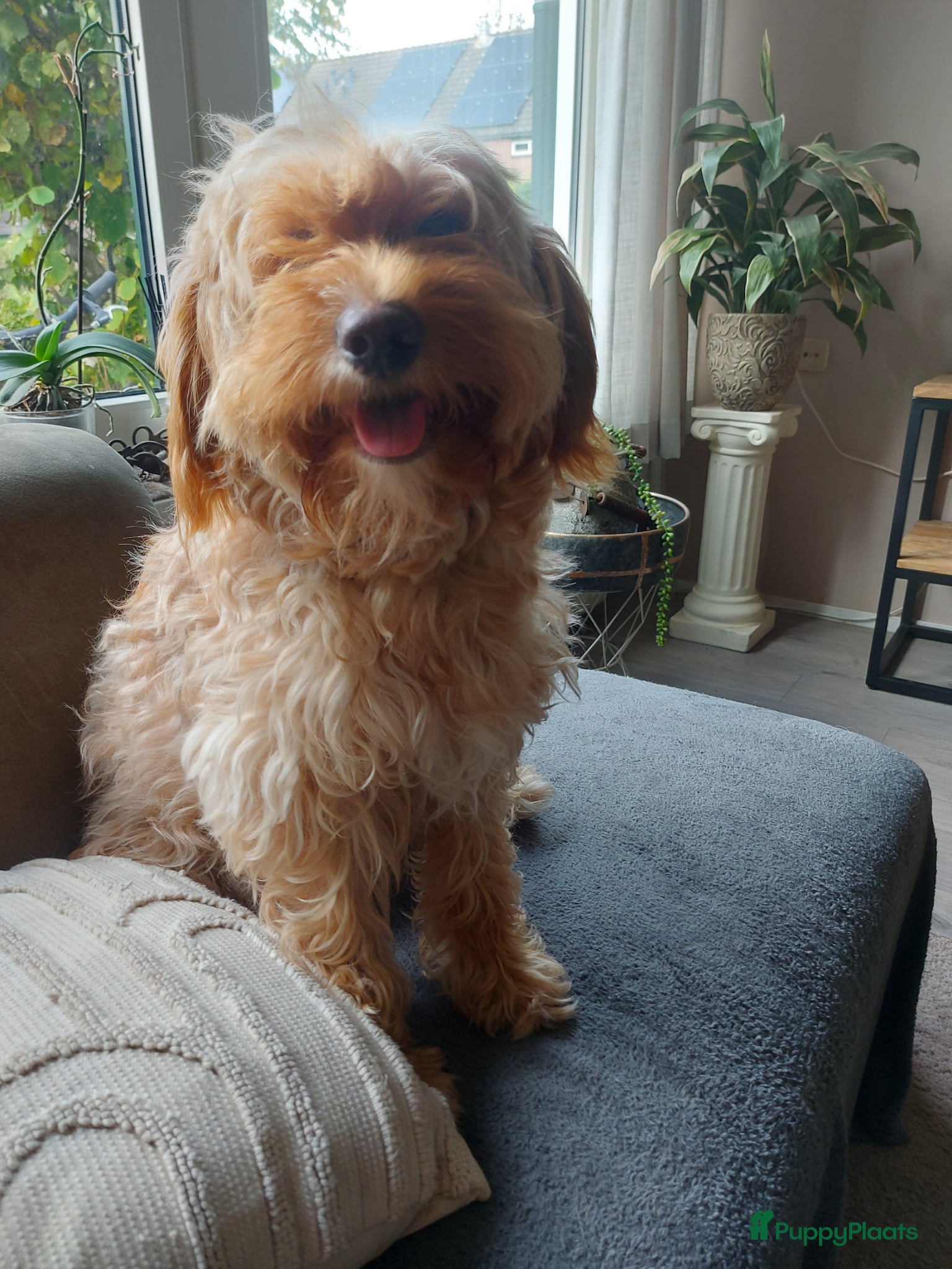 Kruising honden Prachtige hondjes Gezond chip enting  paspoort  - Advertentie 6