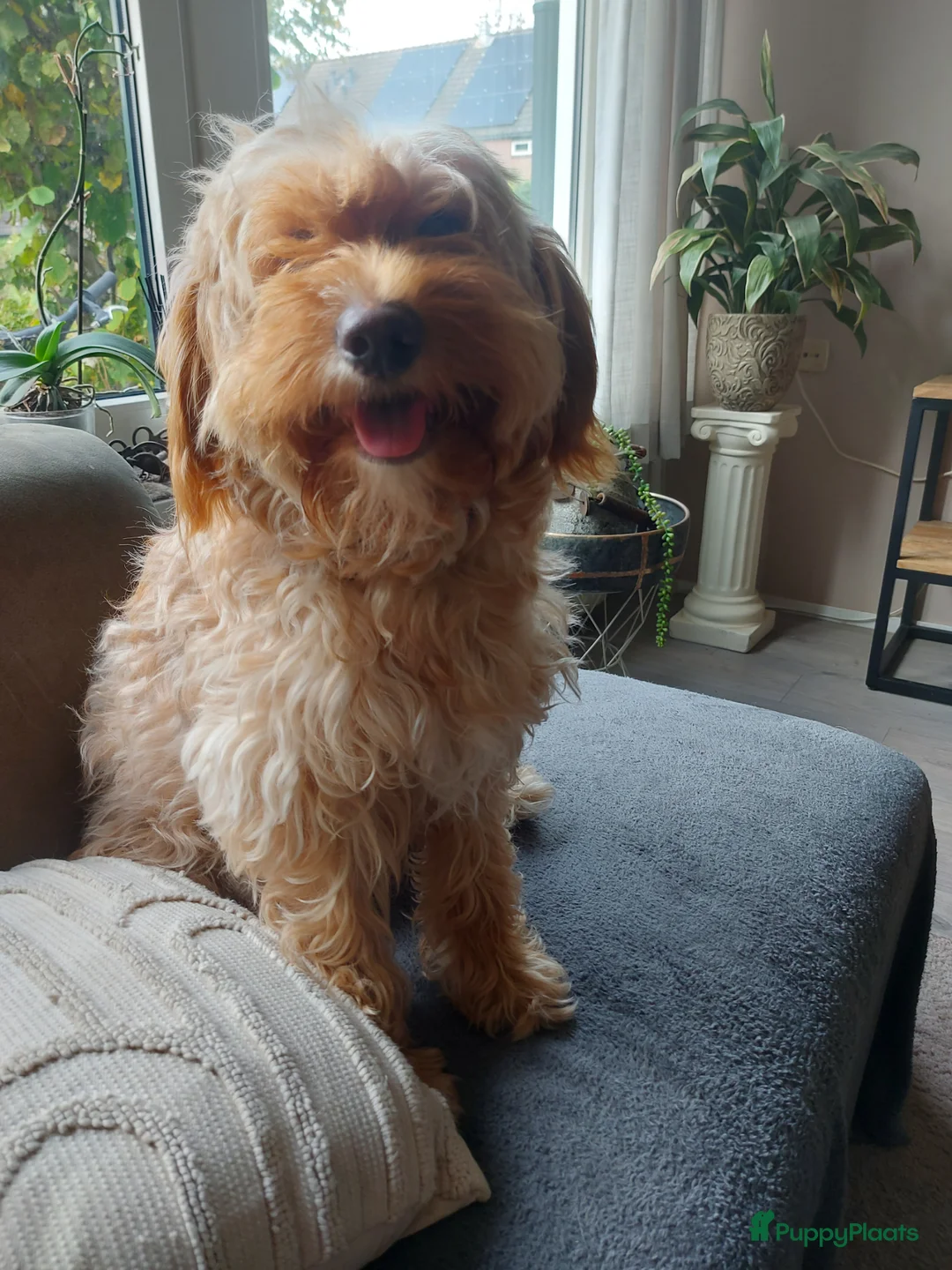 Kruising honden te koop: Prachtige hondjes Gezond chip enting  paspoort  - Advertentie 1