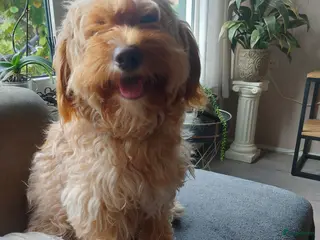 Kruising honden Prachtige hondjes Gezond chip enting paspoort - Advertentie 6